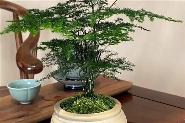 文竹冒出一根长枝条如何处理，从底部直接将枝条剪断