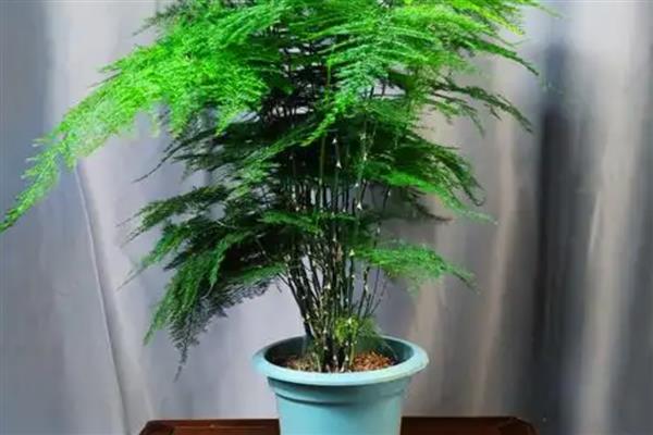 文竹冒出一根长枝条如何处理，从底部直接将枝条剪断