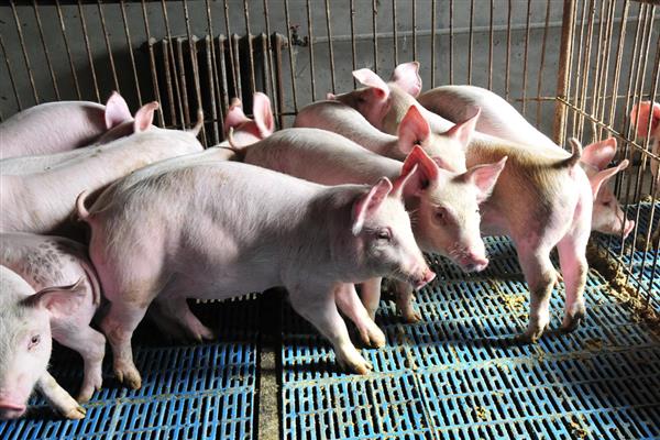 喂什么饲料让猪长得快,仔猪要多喂教槽料