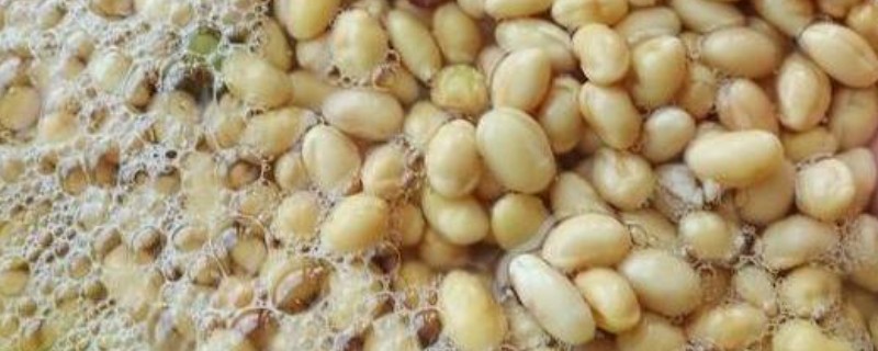 大豆怎么发酵成肥料，煮熟碾碎后装入容器中密封发酵