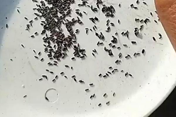 瓜叶菊的养殖方式,每隔2-3天浇一次水
