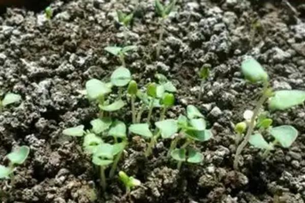薰衣草什么时候播种，春季和秋季均可种植