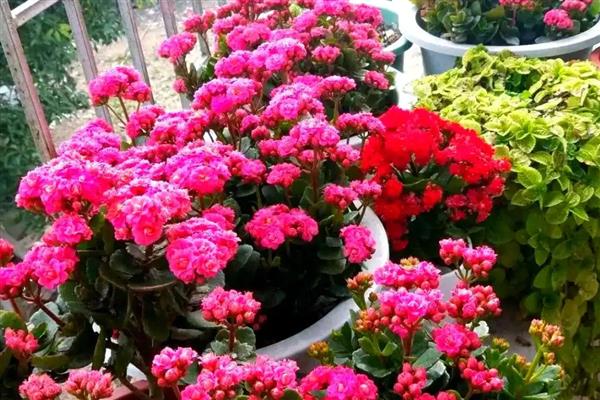 长寿花怎么种植,平时放在光线明亮处