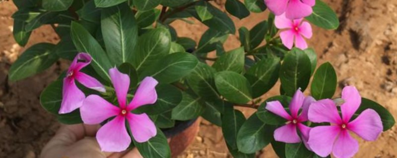 一二年生花卉的简介，一年生花卉通常不耐0℃以下低温