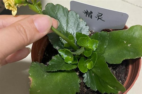 长寿花怎么种植,平时放在光线明亮处