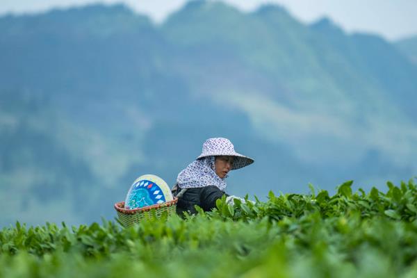 谷雨的习俗，有赏牡丹花、走谷雨等