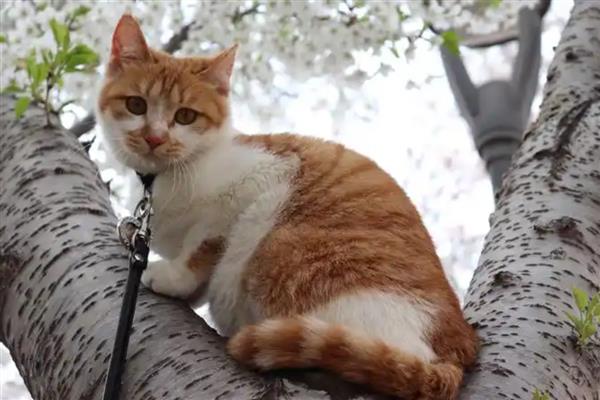 猫子宫蓄脓病因,可能是年龄或细菌等因素所致