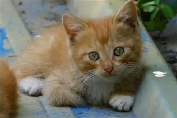 猫子宫蓄脓病因,可能是年龄或细菌等因素所致