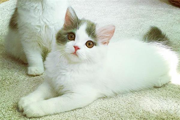 猫子宫蓄脓病因,可能是年龄或细菌等因素所致
