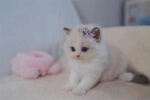 猫子宫蓄脓病因,可能是年龄或细菌等因素所致