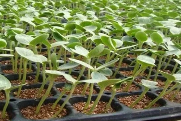甜瓜高产种植方法,保持适宜的株行距可让植株旺盛生长