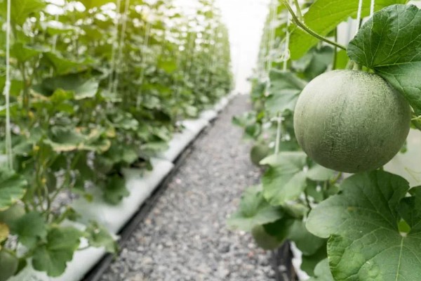 甜瓜高产种植方法,保持适宜的株行距可让植株旺盛生长