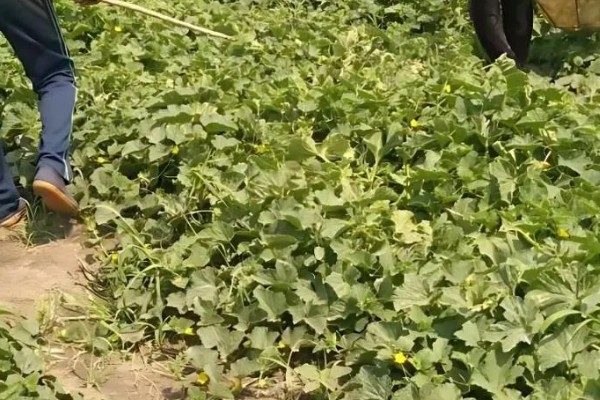 甜瓜高产种植方法,保持适宜的株行距可让植株旺盛生长