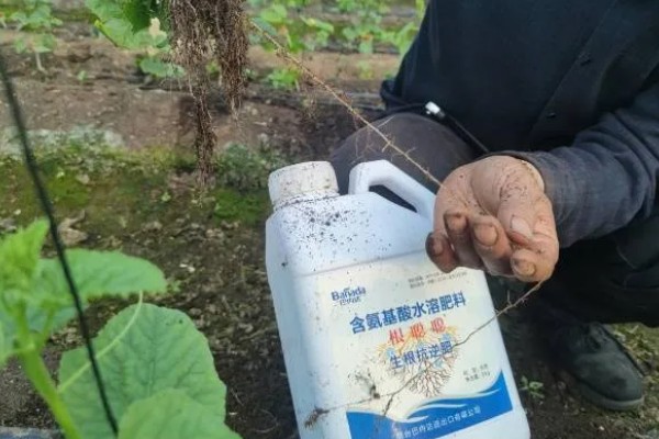 甜瓜高产种植方法,保持适宜的株行距可让植株旺盛生长
