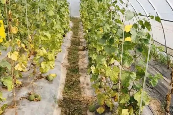 甜瓜高产种植方法,保持适宜的株行距可让植株旺盛生长