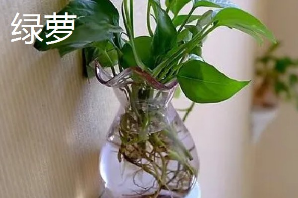 夏天可以水培什么花,推荐绿萝、吊兰等