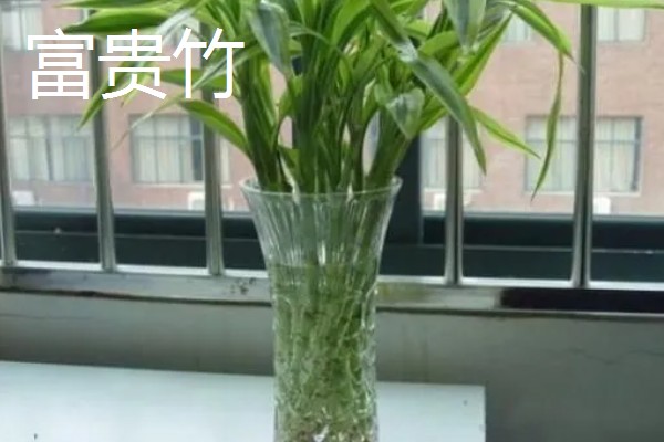 夏天可以水培什么花,推荐绿萝、吊兰等