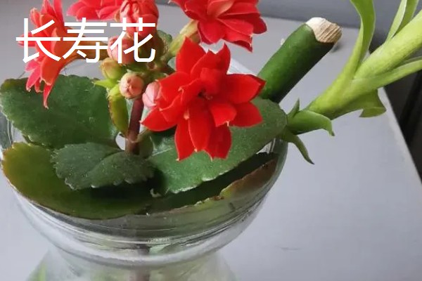 夏天可以水培什么花,推荐绿萝、吊兰等