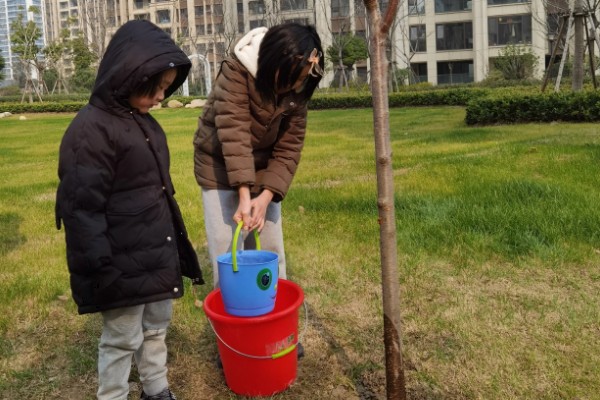 樱花树怎么养殖，每3天浇一次水即可