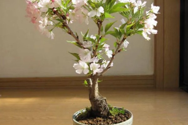 樱花树怎么养殖，每3天浇一次水即可
