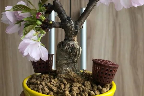 樱花树怎么养殖，每3天浇一次水即可