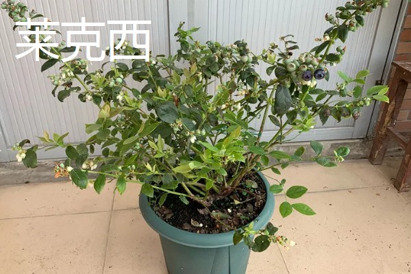 哪个品种的盆栽蓝莓好，推荐莱克西、一代天骄等