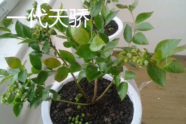 哪个品种的盆栽蓝莓好，推荐莱克西、一代天骄等