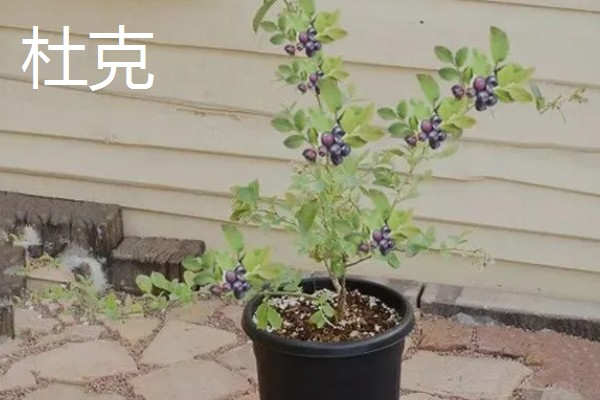 哪个品种的盆栽蓝莓好，推荐莱克西、一代天骄等
