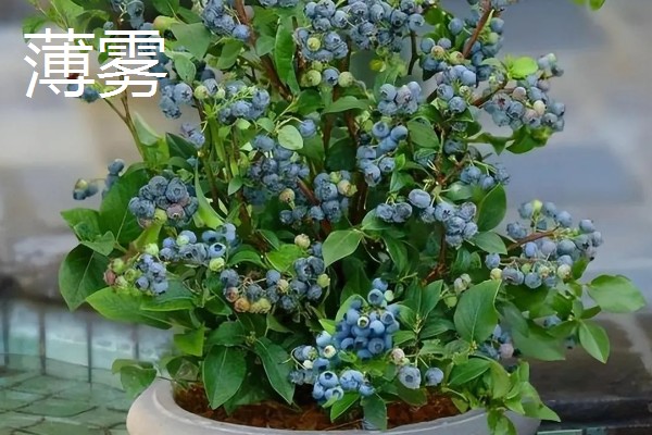 哪个品种的盆栽蓝莓好，推荐莱克西、一代天骄等