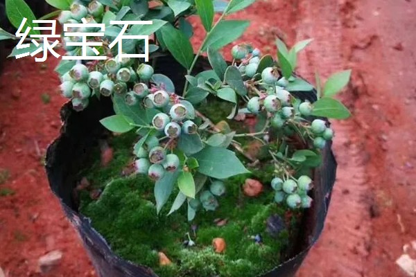 哪个品种的盆栽蓝莓好，推荐莱克西、一代天骄等