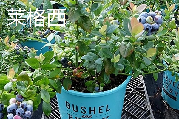 哪个品种的盆栽蓝莓好，推荐莱克西、一代天骄等