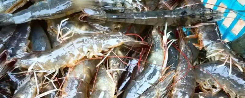 养殖的虾有没有激素，通常不会含有激素