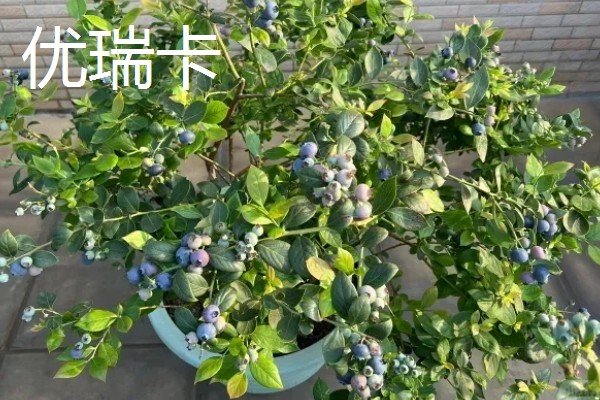 哪个品种的盆栽蓝莓好，推荐莱克西、一代天骄等