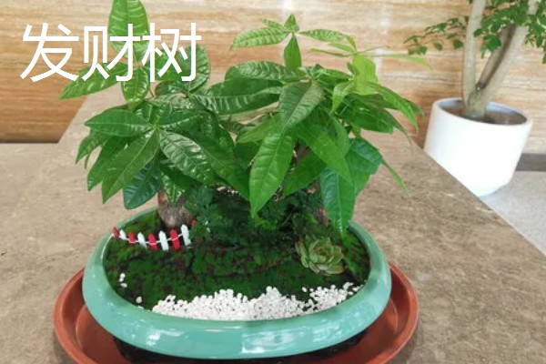 寓意好的植物有哪些,有发财树、金钱树等