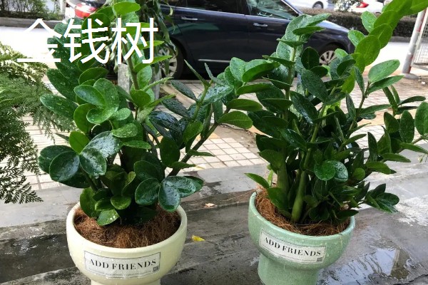 寓意好的植物有哪些,有发财树、金钱树等