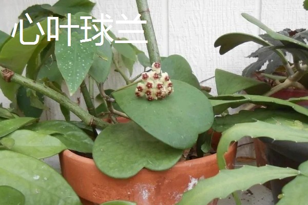 寓意好的植物有哪些,有发财树、金钱树等