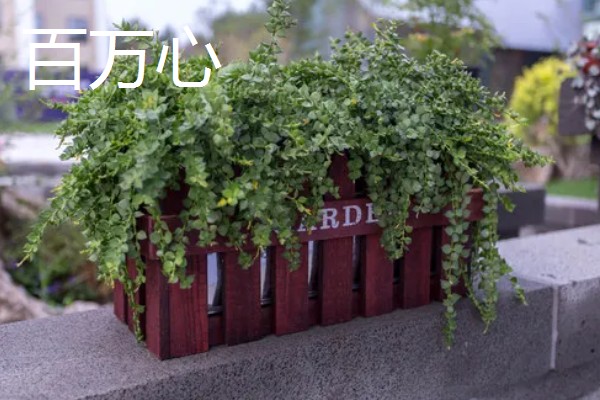 寓意好的植物有哪些,有发财树、金钱树等