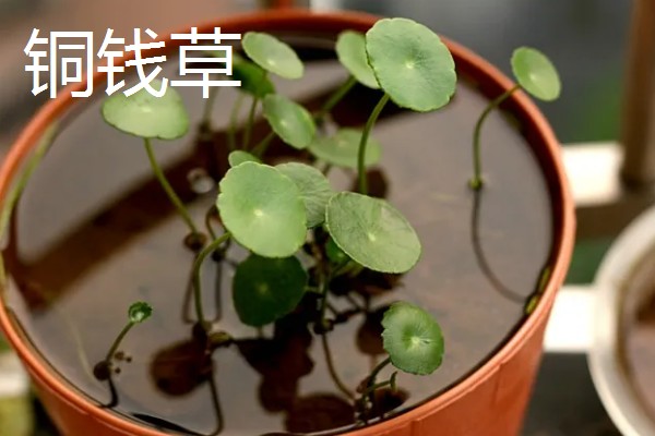 寓意好的植物有哪些,有发财树、金钱树等