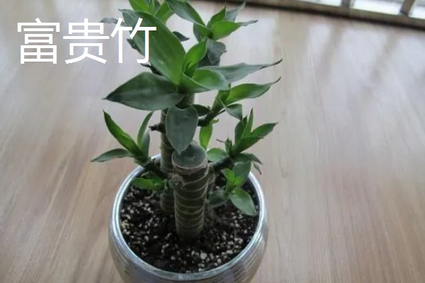 寓意好的植物有哪些,有发财树、金钱树等