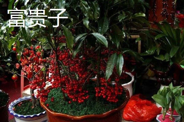 寓意好的植物有哪些,有发财树、金钱树等