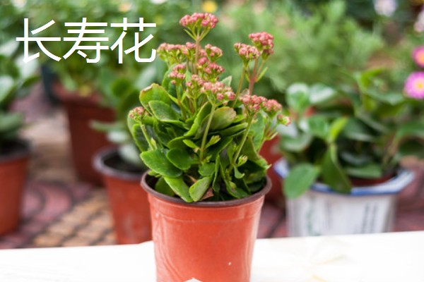 寓意好的植物有哪些,有发财树、金钱树等