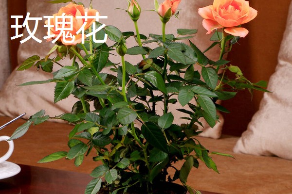 寓意好的植物有哪些,有发财树、金钱树等