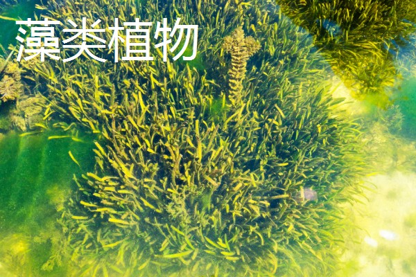 寓意好的植物有哪些,有发财树、金钱树等