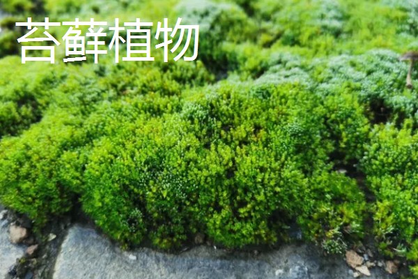 寓意好的植物有哪些,有发财树、金钱树等