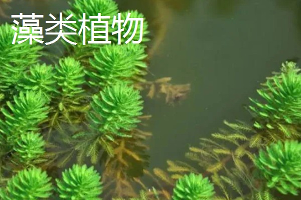 寓意好的植物有哪些,有发财树、金钱树等