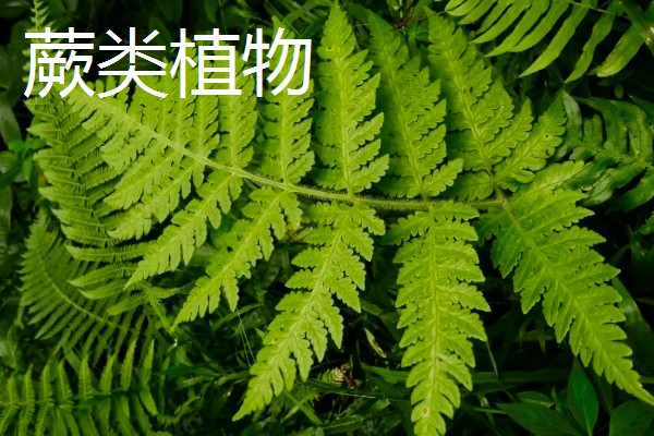 寓意好的植物有哪些,有发财树、金钱树等
