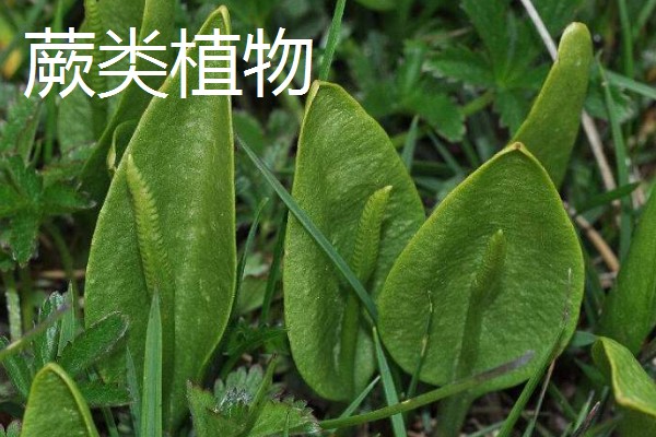 寓意好的植物有哪些,有发财树、金钱树等