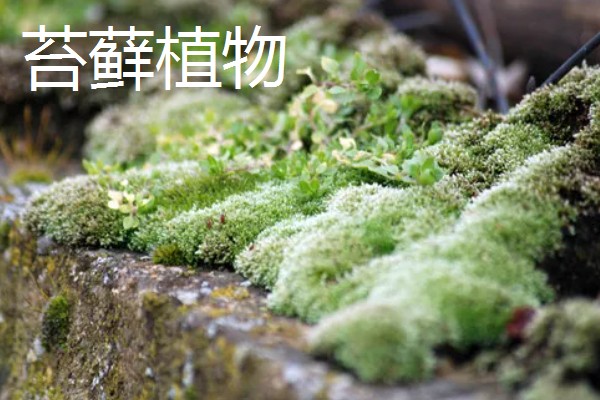 寓意好的植物有哪些,有发财树、金钱树等
