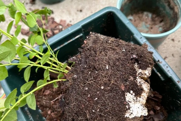 哪个品种的盆栽蓝莓好，推荐莱克西、一代天骄等