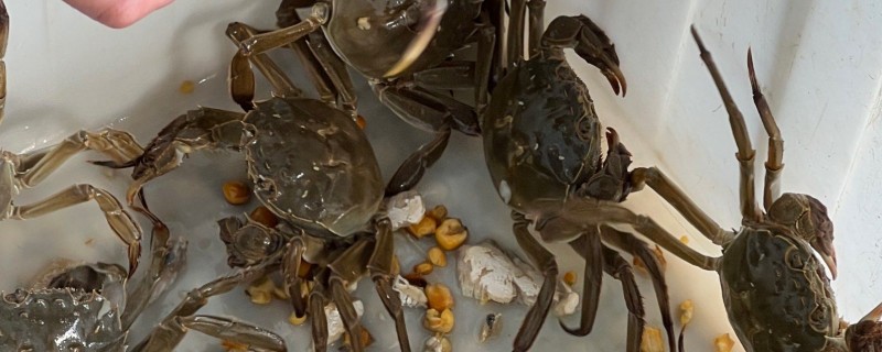 大闸蟹蟹黄变黑色可以吃吗，通常不建议食用